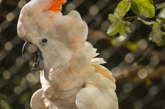 Cacatua moluccensis