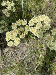 Eriogonum strictum