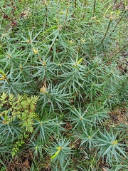 Melichrus erubescens