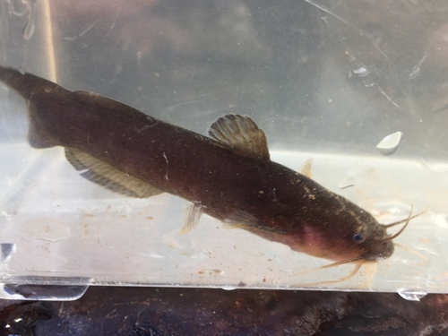 Black Madtom