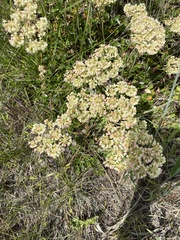 Eriogonum strictum