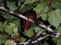 Aeromys thomasi