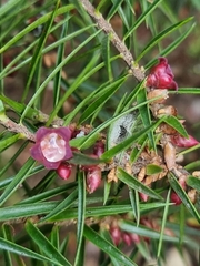 Melichrus erubescens