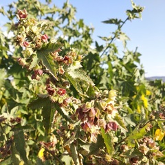 Kearnemalvastrum lacteum