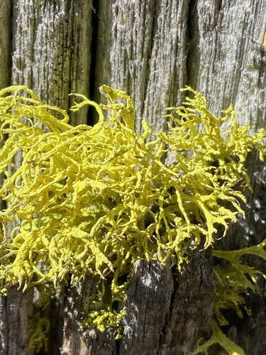 iNaturalist observation photo of Brown-eyed Wolf Lichen