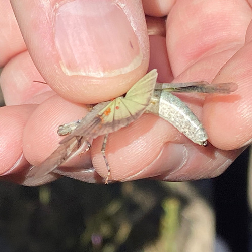iNaturalist observation photo of Fontana Grasshopper