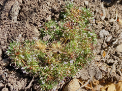 Navarretia intertexta