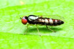 Bertamyia notata