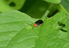 Kuschelina tenuilineata