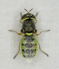 Odontomyia cincta