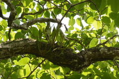 Epidendrum cilioccidentale