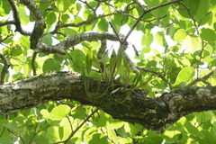 Epidendrum cilioccidentale
