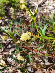 Grevillea synapheae