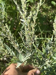 Lithospermum parviflorum
