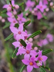 Boronia glabra