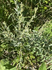 Lithospermum parviflorum