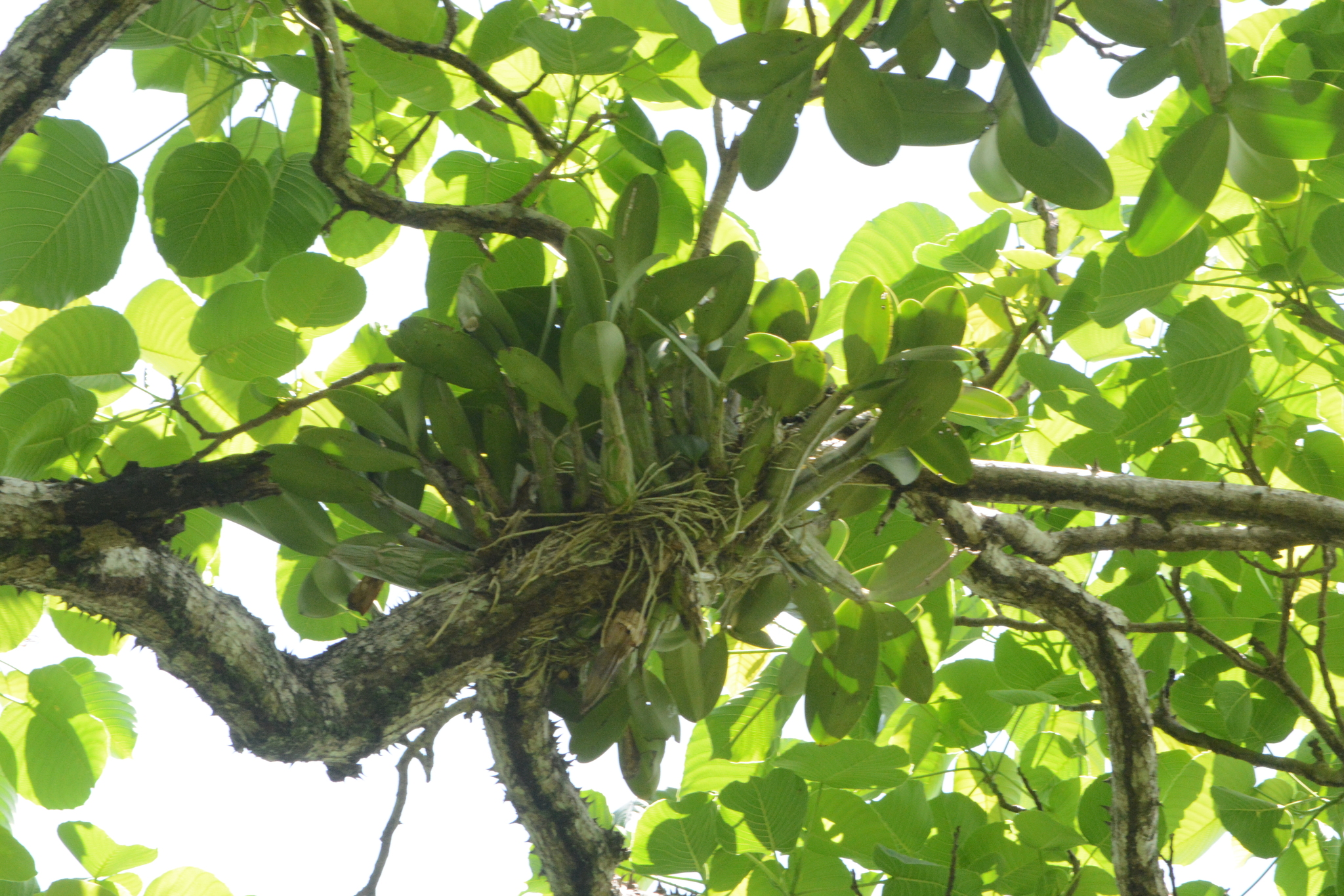 Myrmecophila galeottiana (A.Rich.) Rolfe