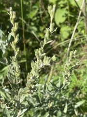 Lithospermum parviflorum
