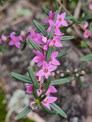 Boronia glabra