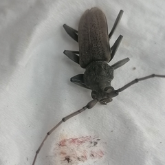 Stromatium longicorne