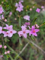 Boronia glabra