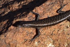 Cryptoblepharus litoralis