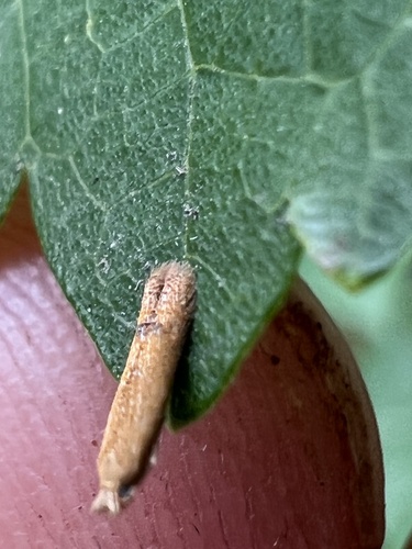 Oak Blotch Miner