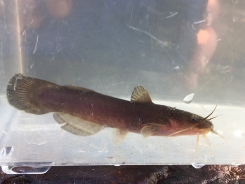 Black Madtom