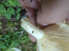 Lactarius maculatipes
