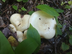 Lactarius maculatipes