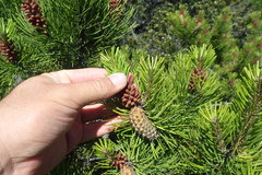 Pinus contorta contorta