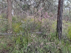 Boronia glabra