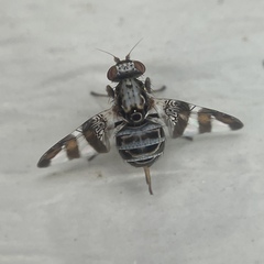 Dyscrasis hendeli