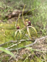 Caladenia hoffmanii