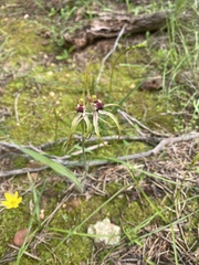 Caladenia hoffmanii