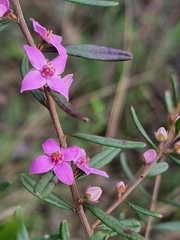 Boronia glabra
