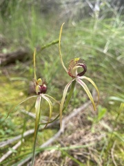 Caladenia hoffmanii