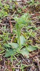 Pterostylis mutica