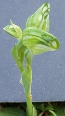 Pterostylis mutica