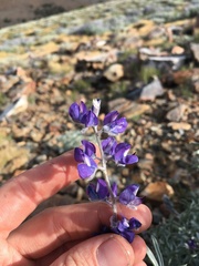 Lupinus argenteus montigenus
