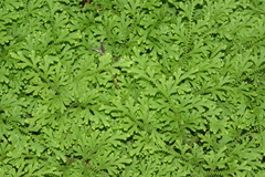 Selaginella pallescens
