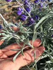 Lupinus argenteus montigenus