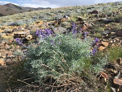 Lupinus argenteus montigenus