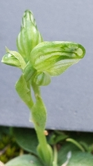 Pterostylis mutica