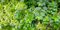 Elatostema obtusum trilobulatum