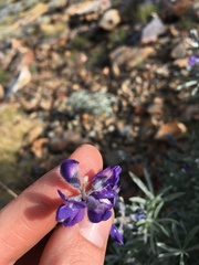 Lupinus argenteus montigenus
