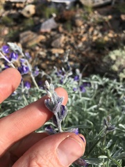Lupinus argenteus montigenus