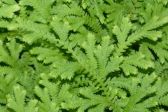 Selaginella pallescens