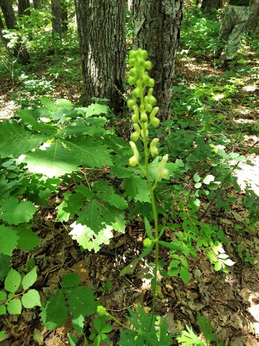 Aconitum kirinense, photograph 6