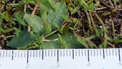 Pterostylis mutica